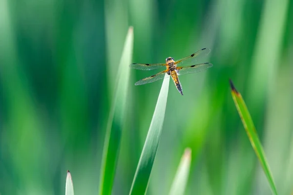 Chaser Quatre Points Libellula Quadrimaculata Libellule Sur Des Brins Herbe — Photo