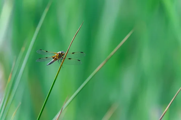Four Spotted Chaser Libellula Quadrimaculata Dragonfly Blades Grass Nice Close — Stock Photo, Image