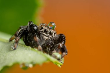 Siyah örümcek (Evarcha arcuata, jumping spider). Yağmurdan sonra gövdeye ve kafaya su damlacıkları düşer. Yüksek büyütme, makro, birçok detay.