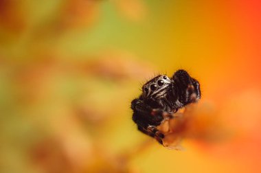 Siyah örümcek (Evarcha arcuata, jumping spider). Yüksek büyütme, makro, birçok detay.