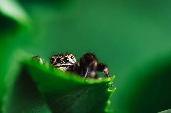 Μαύρο Τζάμπερ Evarcha Arcuata Jumping Spider Σέρνεται Στεγνό Φύλλο Κοντινό — Φωτογραφία Αρχείου