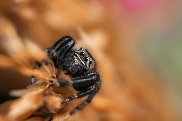 Schwarze Spinne Evarcha Arcuata Springspinne Hohe Vergrößerung Makro Viele Details — Stockfoto