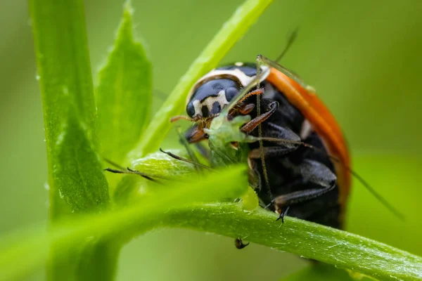 Uğur böceği (Coccinella septempunctata) bir yaprak biti olan avını yer. Macro, kapat..