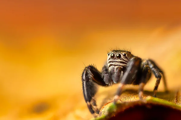 Black Jumper Evarcha Arcuata Springspinne Kriecht Auf Einem Trockenen Blatt — Stockfoto