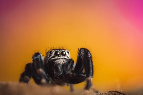 Fekete Pók Evarcha Arcuata Ugrópók Nagyítás Makró Sok Részlet — Stock Fotó