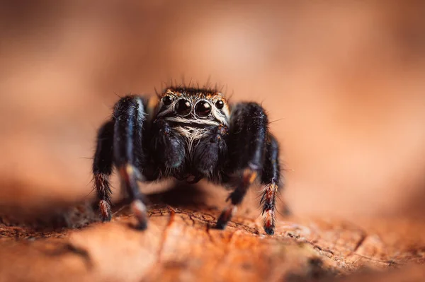 Araignée Noire Evarcha Arcuata Araignée Sauteuse Rampant Sur Une Feuille — Photo