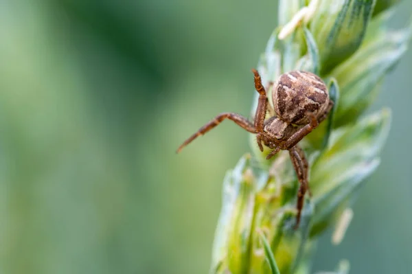 Pavouk Známý Jako Krabí Pavouci Xysticus Plazící Stéblu Trávy Čekající — Stock fotografie