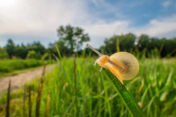 Escargot Rampant Sur Herbe Verte Plan Grand Angle Prairie Ciel — Photo