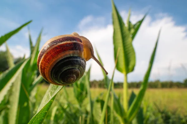 Caracol Rastejar Relva Verde Ângulo Largo Tiro Prado Céu Azul — Fotografia de Stock