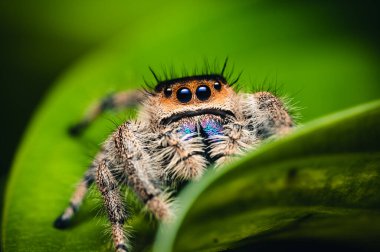 Dişi sıçrayan örümcek (Phidippus Rejimi) yeşil üzerinde sürünüyor. Makro, büyük gözler, keskin detaylar. Güzel büyük gözler ve büyük dişler..