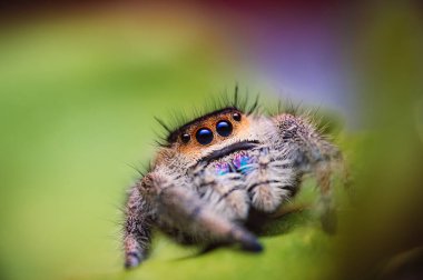 Dişi sıçrayan örümcek (Phidippus rejius) yeşil bir yaprağın üzerinde sürünüyor. Sonbahar sıcacık renkler, makro, keskin detaylar. Güzel, kocaman gözler kameraya bakıyor..