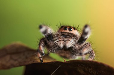 Kuru bir yaprağın üzerinde sürünen dişi bir örümcek (Phidippus regius). Sonbahar sıcacık renkler, makro, keskin detaylar. Güzel, kocaman gözler kameraya bakıyor..