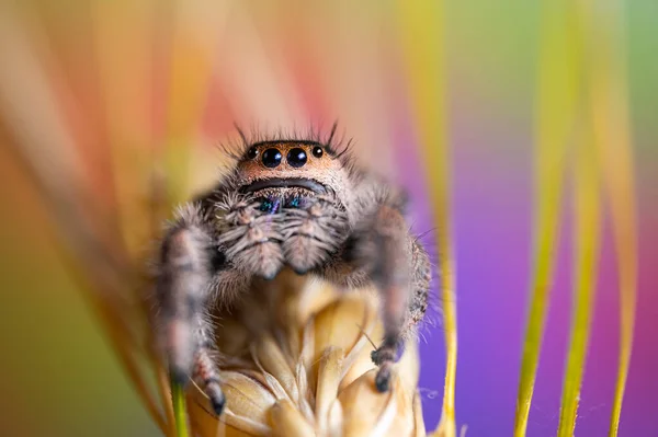 Aranha Fêmea Saltando Phidippus Regius Rastejando Cevada Outono Cores Quentes — Fotografia de Stock