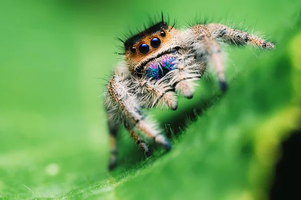 Aranha Fêmea Saltando Phidippus Regius Rastejando Verde Macro Olhos Grandes — Fotografia de Stock