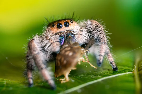 Jumping Spider Phidippus Regius Eating Its Prey Cockroach Green Leaf — Stock Photo, Image