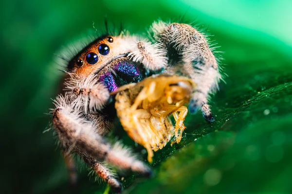 Uma Aranha Saltitante Phidippus Regius Comendo Sua Barata Presa Uma — Fotografia de Stock