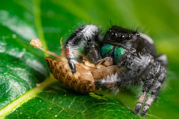 Zıplayan bir örümcek (Phidippus regius) avını yeşil bir yaprak üzerinde yer. Makro, büyük gözler, keskin detaylar. Güzel büyük gözler ve büyük yeşil dişler..