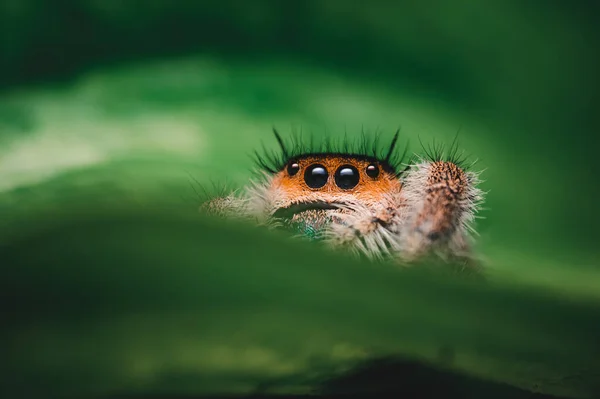緑色に這う女性ジャンプクモ フィディプス属 マクロ 大きな目 鋭い詳細 美しい大きな目と大きな牙 — ストック写真