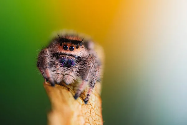 一种在干叶子上爬行的雌性跳跃蜘蛛 金丝雀 秋天温暖的色彩 宏观而锐利的细节 美丽的大眼睛看着摄像机 — 图库照片