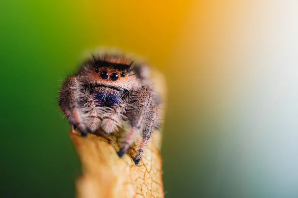 Uma Aranha Fêmea Saltando Phidippus Regius Rastejando Uma Folha Seca — Fotografia de Stock