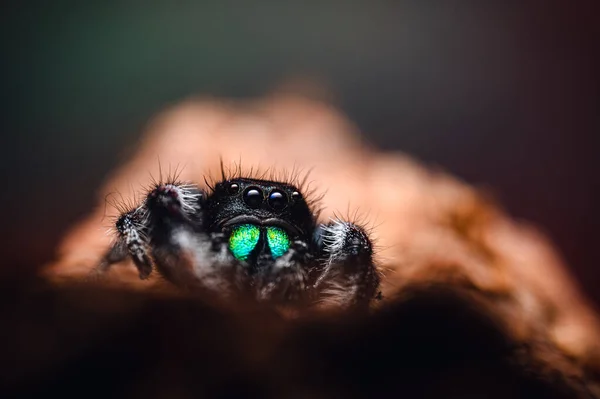 Egy Hím Ugrópók Phidippus Regius Mászik Száraz Fán Őszi Meleg — Stock Fotó