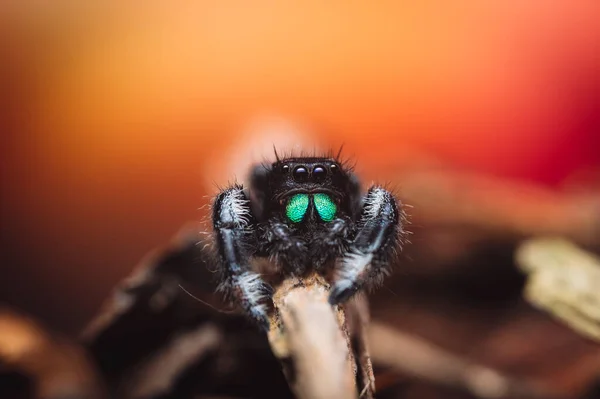 Eine Männliche Springspinne Phidippus Regius Kriecht Auf Trockenem Holz Herbstliche — Stockfoto