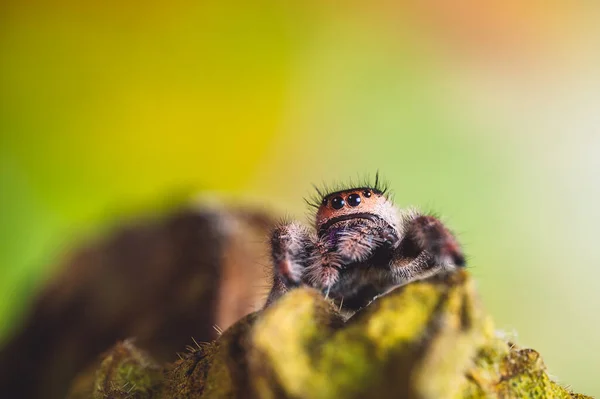 Une Araignée Sauteuse Phidippus Regius Rampant Sur Une Feuille Sèche — Photo