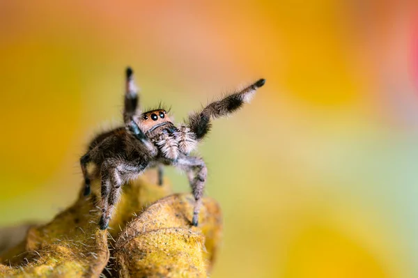 Kuru bir yaprağın üzerinde sürünen dişi bir örümcek (Phidippus regius). Sonbahar sıcacık renkler, makro, keskin detaylar. Güzel, kocaman gözler kameraya bakıyor..