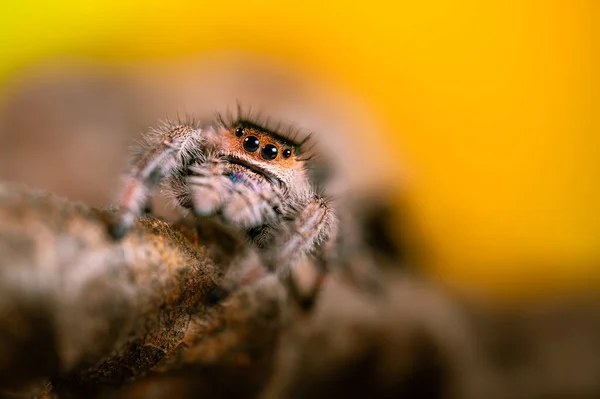 一种在干叶子上爬行的雌性跳跃蜘蛛 金丝雀 秋天温暖的色彩 宏观而锐利的细节 美丽的大眼睛看着摄像机 — 图库照片