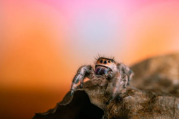 Egy Nőstény Ugrópók Phidippus Regius Mászik Egy Száraz Levélen Őszi — Stock Fotó