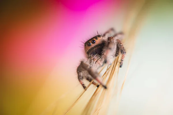 雌性跳跃蜘蛛 Phidippus Regius 在大麦上爬行 秋天温暖的色彩 宏观而锐利的细节 美丽的大眼睛看着摄像机 — 图库照片