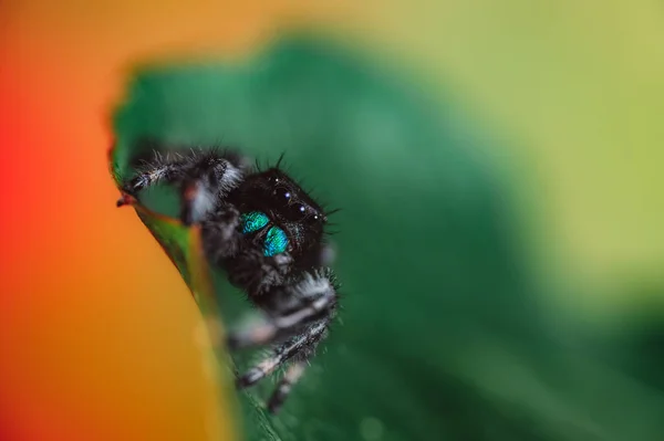 雄蜘蛛 Phidippus Regius 在干枯的叶子上爬行 秋天温暖的色彩 宏观而锐利的细节 美丽的大眼睛看着摄像机 — 图库照片