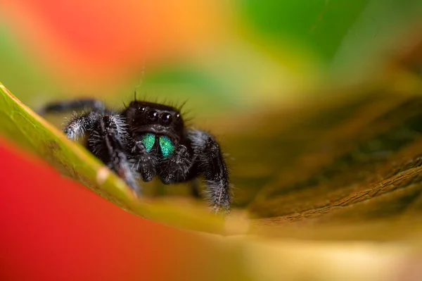 Αρσενικό Άλμα Αράχνη Phidippus Regius Σέρνεται Ένα Ξηρό Φύλλο Φθινόπωρο — Φωτογραφία Αρχείου