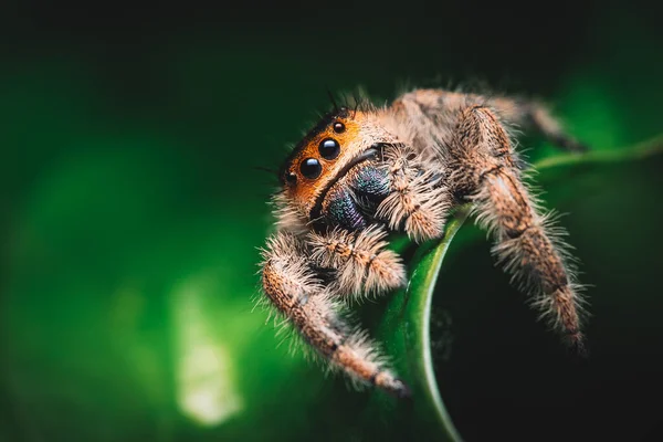 Aranha Fêmea Saltando Phidippus Regius Rastejando Uma Folha Verde Macro — Fotografia de Stock