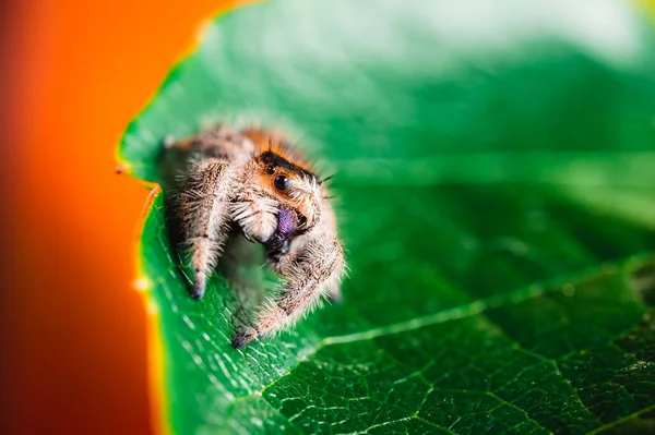 Springende Spinnenweibchen Phidippus Regius Kriechen Auf Einem Grünen Blatt Und — Stockfoto