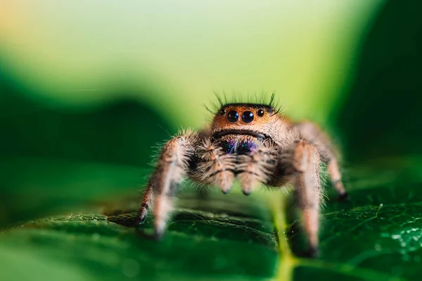 Aranha Fêmea Saltando Phidippus Regius Rastejando Verde Macro Olhos Grandes — Fotografia de Stock