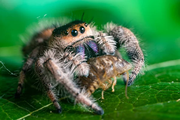 緑の葉の上で獲物のゴキブリを食べる飛び跳ねるクモ フィディプス属 マクロ 大きな目 鋭い詳細 美しい大きな目と大きな牙 — ストック写真