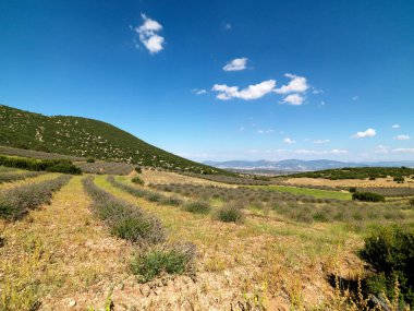 Türkiye'de lavanta alanlar