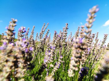 Türkiye'de lavanta alanlar