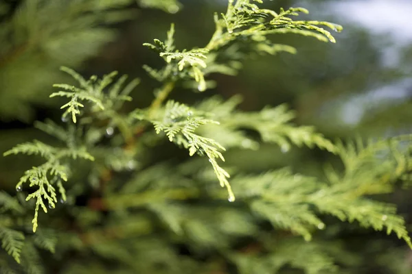 Palm Ága Zár Megjelöl Kilátás — Stock Fotó