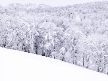çam ağaçları ile dağ kış, kar