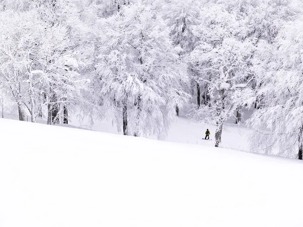 Pinos Con Nieve Montaña Invierno — Foto de Stock