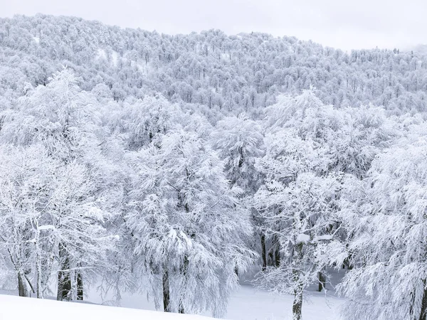 pine trees with snow at mountain in winter