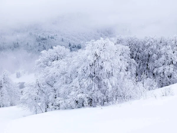 pine trees with snow at mountain in winter