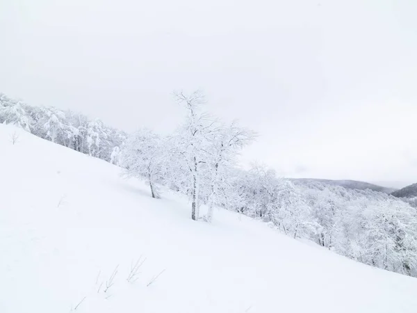 Tallar Med Snö Berget Vinter — Stockfoto