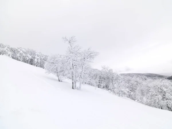 pine trees with snow at mountain in winter