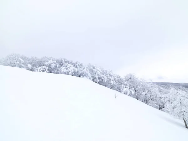 Pinos Con Nieve Montaña Invierno — Foto de Stock