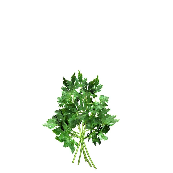 Renderizado Verduras Perejil — Foto de Stock