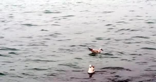 海鸥在海里吃鱼 — 图库视频影像