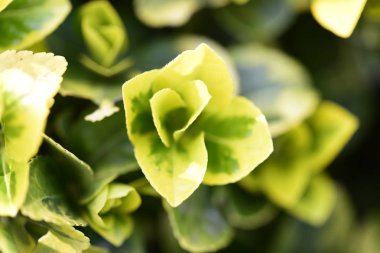 Taze yaprakları doğada getirmek